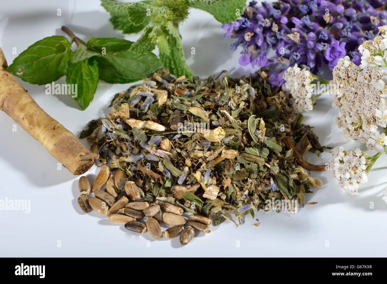 La lavanda, cardo mariano frutto, Tarassaco, menta piperita, Achillea, San Benedetto thistle / (Lavandula angustifolia), Silybum marianum), (Taraxacum officinale), (Mentha piperita), (Marrubium vulgare), Achillea millefolium), (Cnicus benedictus) / cardo mariano frutto bianco, Marrubio, comune marrubio, beato thistle, santo thistle, pezzata thistle Foto Stock