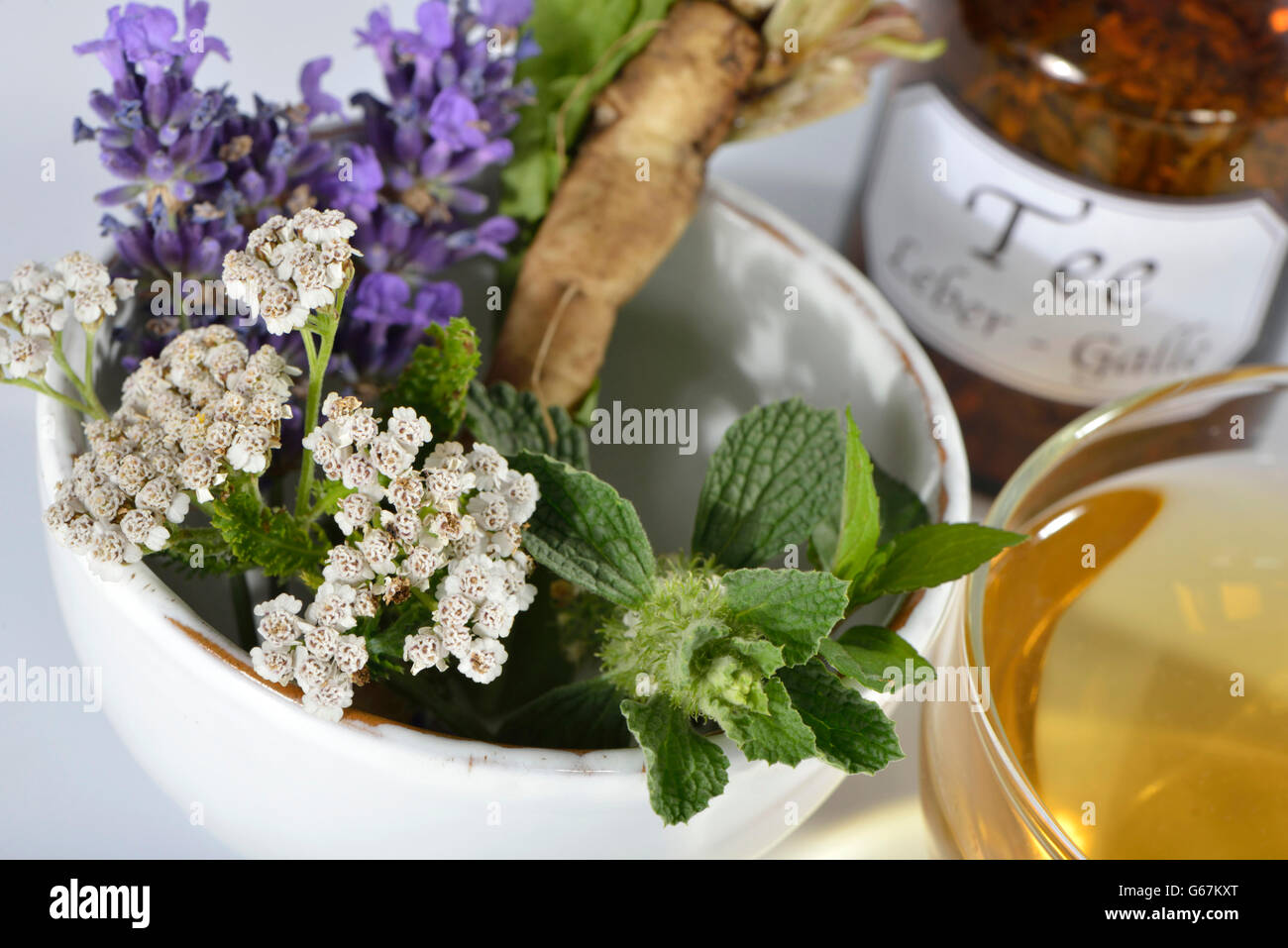 La lavanda, cardo mariano frutto, Tarassaco, menta piperita, Achillea, San Benedetto thistle / (Lavandula angustifolia), Silybum marianum), (Taraxacum officinale), (Mentha piperita), (Marrubium vulgare), Achillea millefolium), (Cnicus benedictus) / cardo mariano frutto bianco, Marrubio, comune marrubio, beato thistle, santo thistle, pezzata thistle Foto Stock