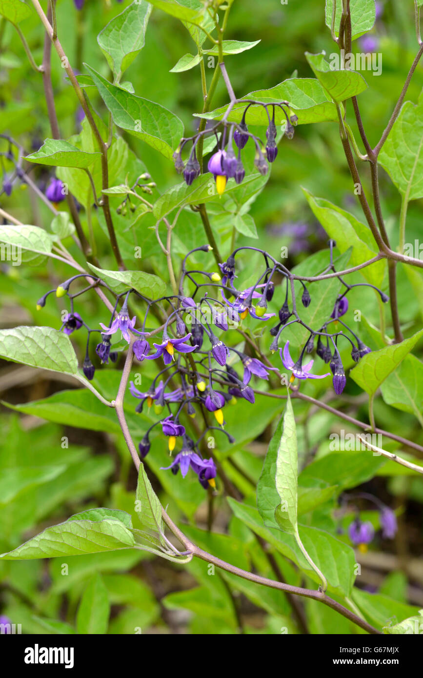 Bitter nightshade, amaro nightshade / (Solanum dulcamara) Foto Stock