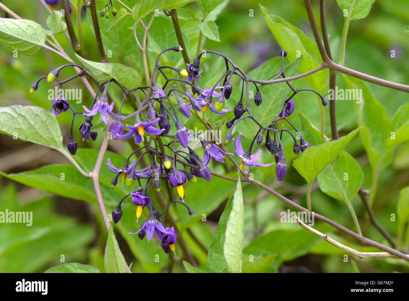 Bitter nightshade, amaro nightshade / (Solanum dulcamara) Foto Stock
