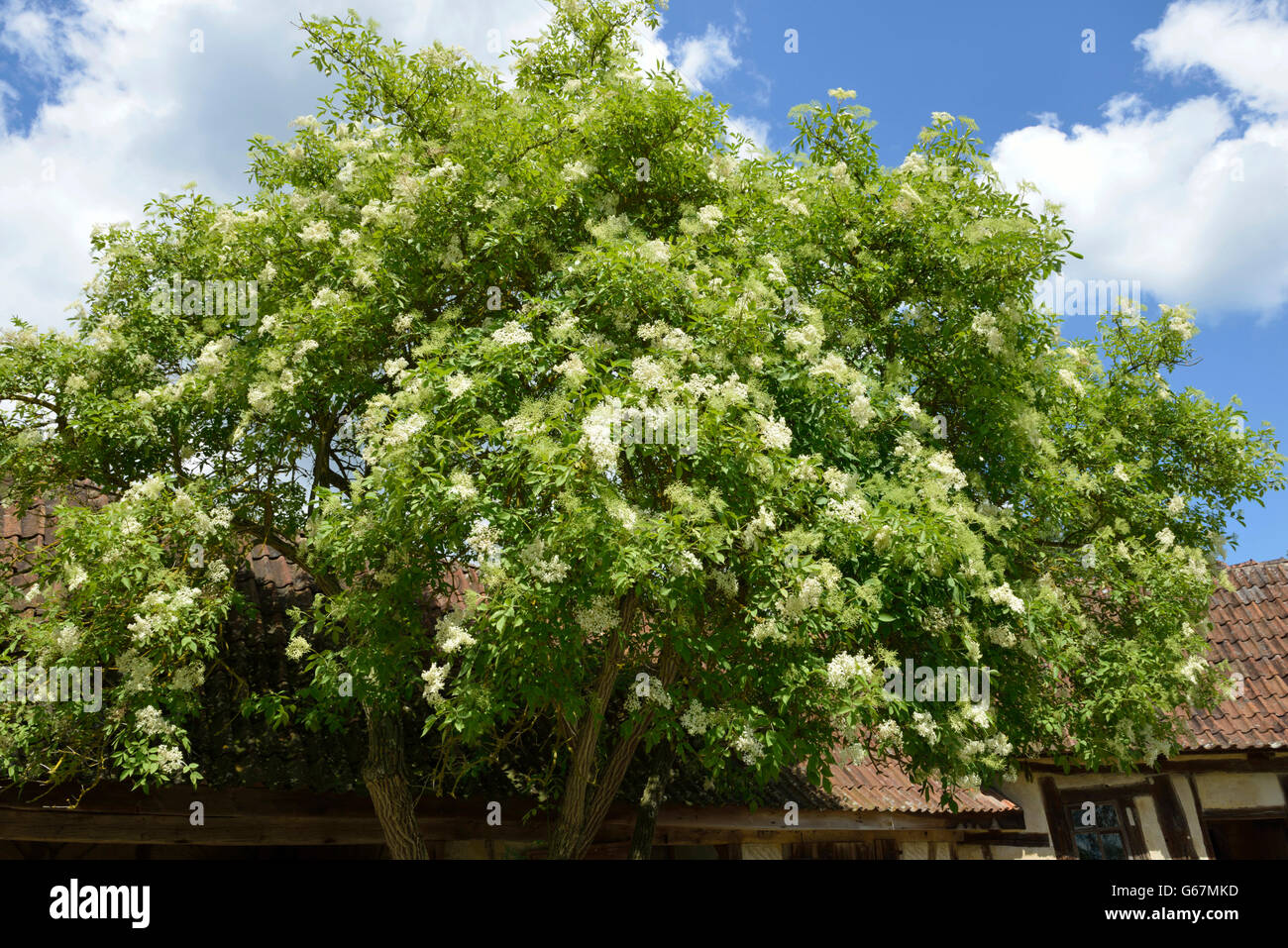 Nero / di sambuco (Sambucus nigra) Foto Stock
