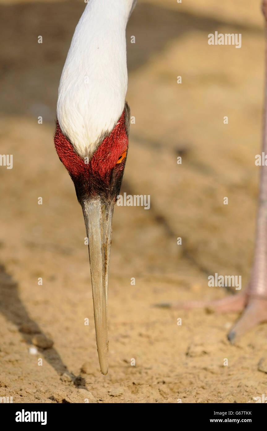 Ritratto verticale di adulto di bianco-naped crane, Antigone vipio, alimentando sul terreno. Foto Stock