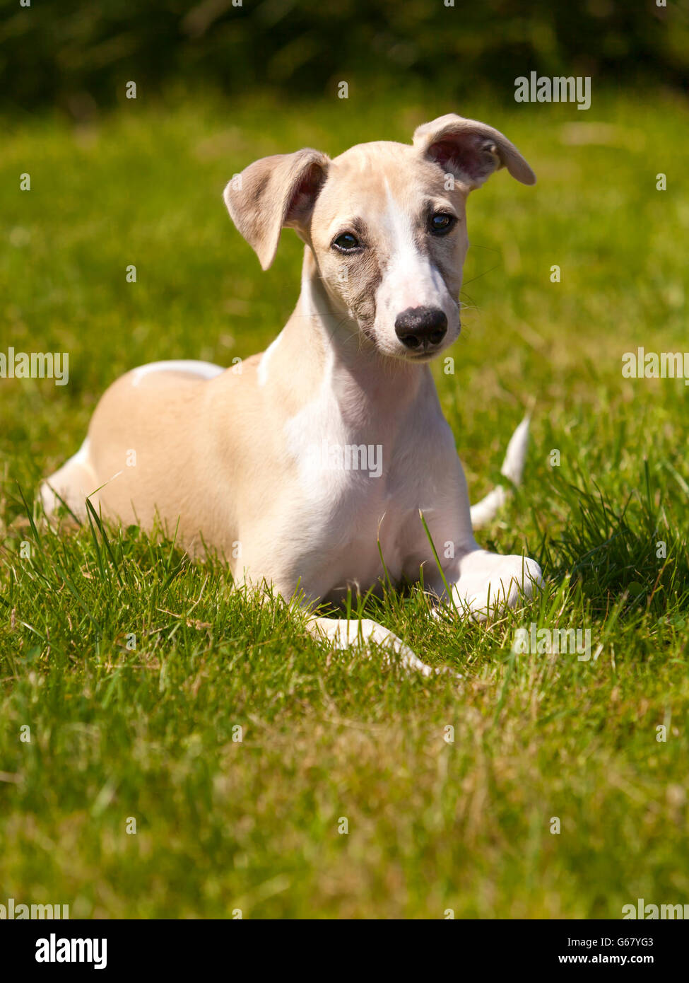 Il whippet cucciolo a tre mesi giacente sul prato Foto Stock