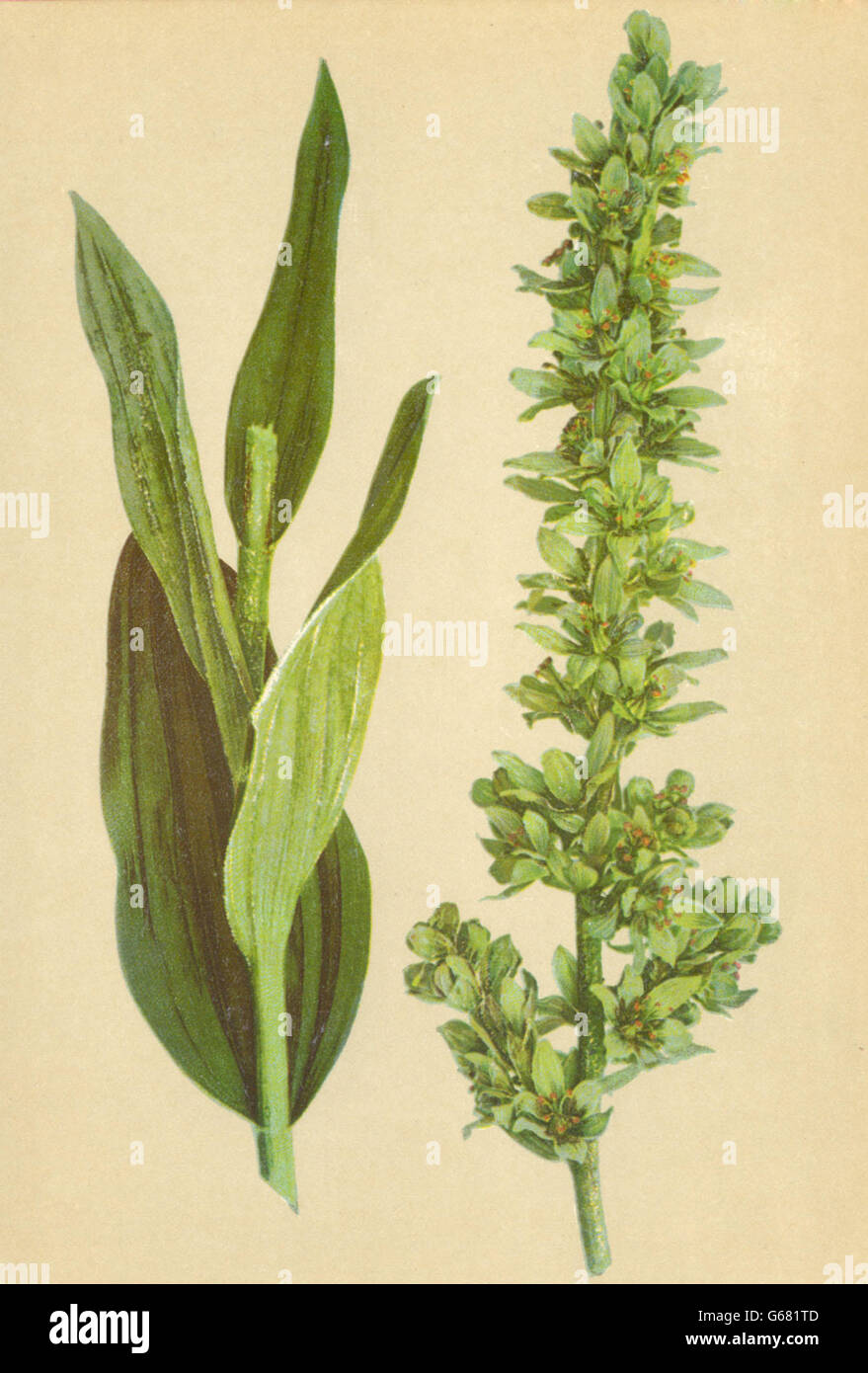 ALPENFLORA fiori alpini: Veratrum album L-Weisser Germer, antica stampa 1897 Foto Stock