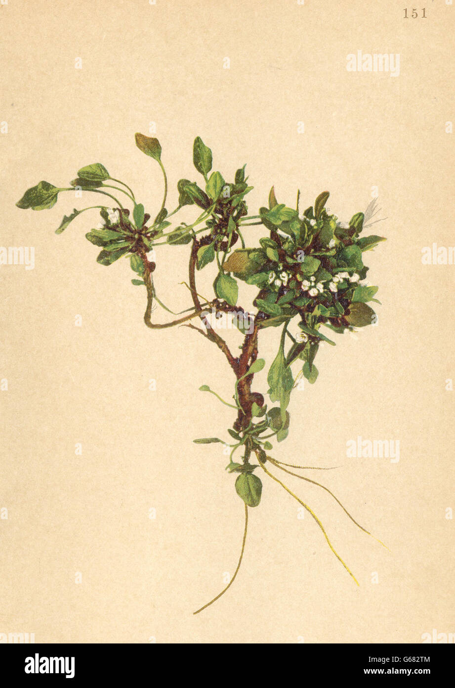 ALPENFLORA fiori alpini: Cardamine alpina W-Alpen-Schaumkraut, stampa 1897 Foto Stock