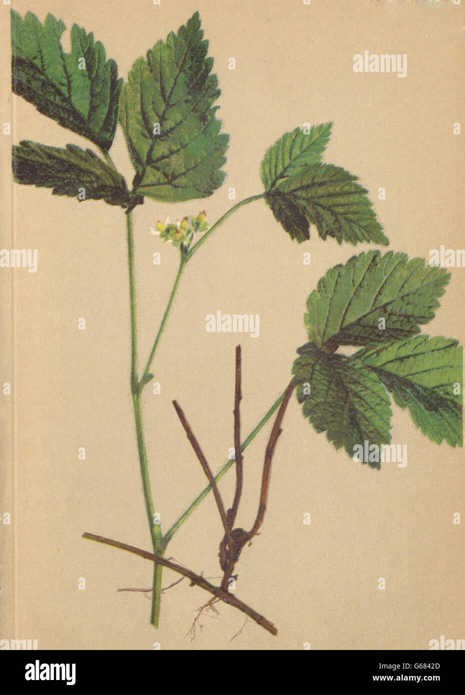 ALPENFLORA fiori alpini: Rubus saxatilis L-Felsen-Brombeere, antica stampa 1897 Foto Stock