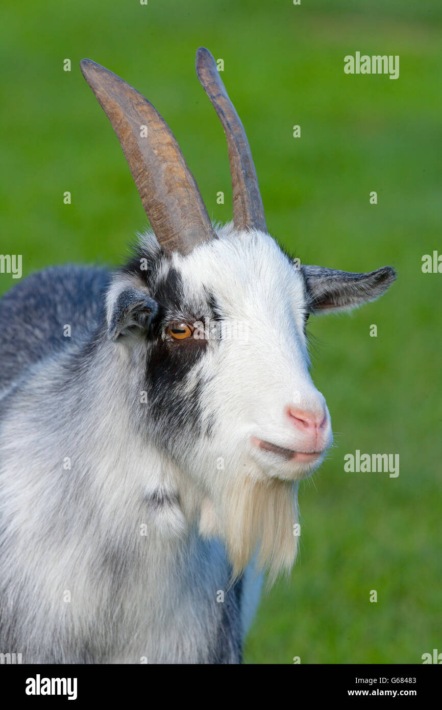 Ritratto di un pigmeo di capra Foto Stock