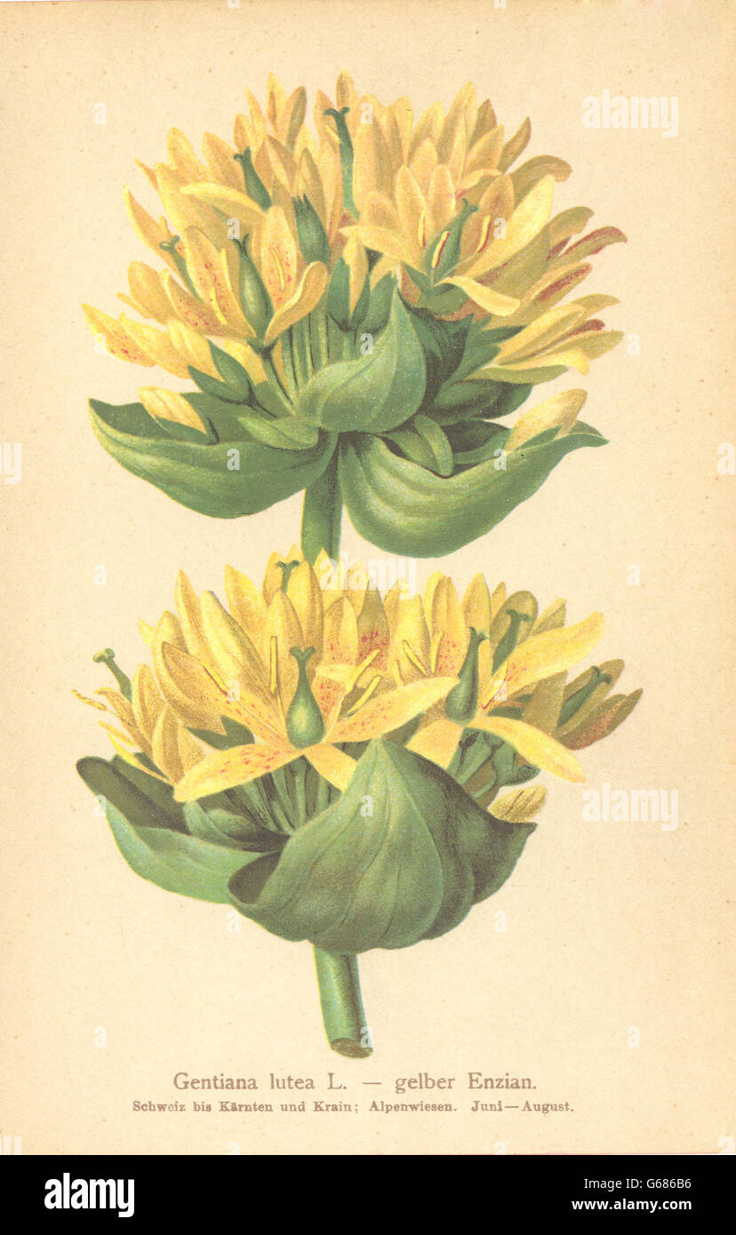ALPENFLORA fiori alpini: Gentiana lutea L-gelber Enzian, antica stampa 1897 Foto Stock