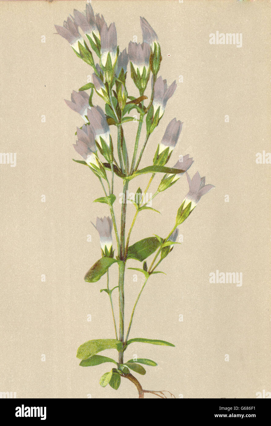 ALPENFLORA fiori alpini: Gentiana obtusifolia W-Stumpfblättriger Enzian, 1897 Foto Stock