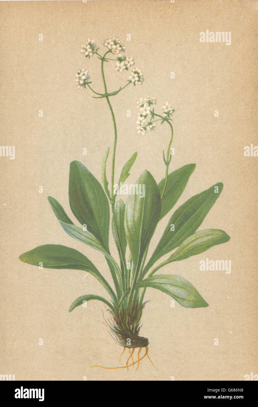 ALPENFLORA fiori alpini: Valeriana saxatilis L-Felsenbaldrian, stampa 1897 Foto Stock
