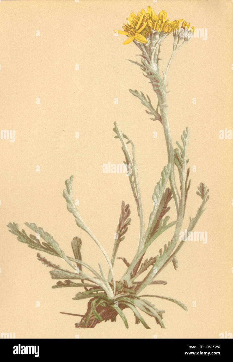 ALPENFLORA fiori alpini: Senecio carniolicus W-Krainisches Kreuzkraut, 1897 Foto Stock