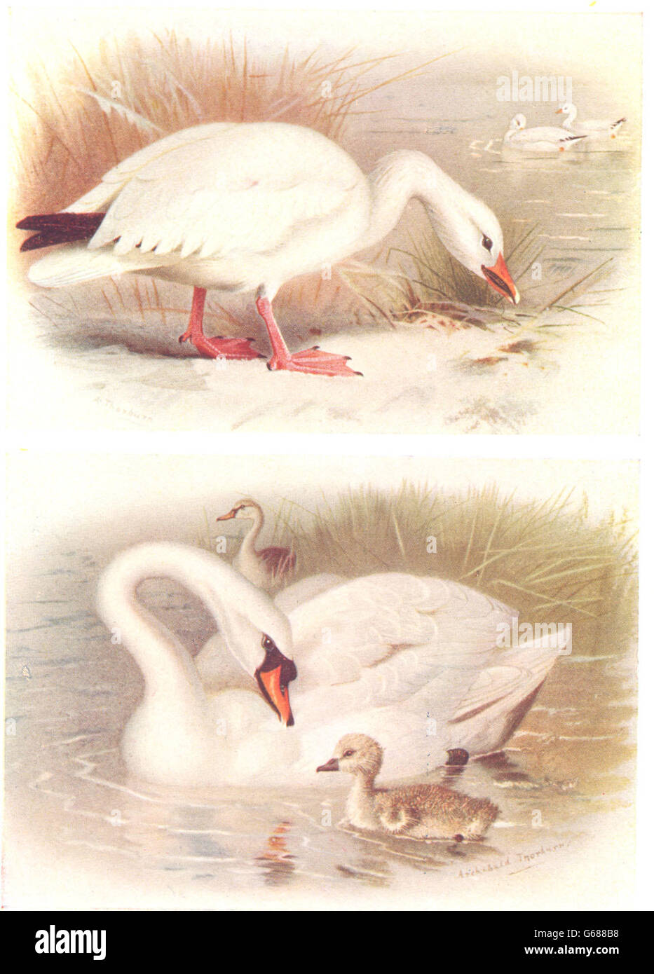 BRITISH uccelli: Snow-Goose; Cigno. THORBURN, vintage print 1925 Foto Stock