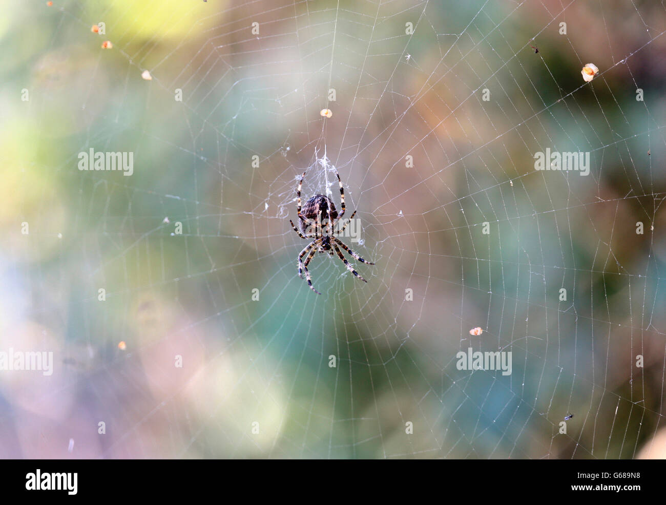 Un ragno a croce nel suo web Foto Stock