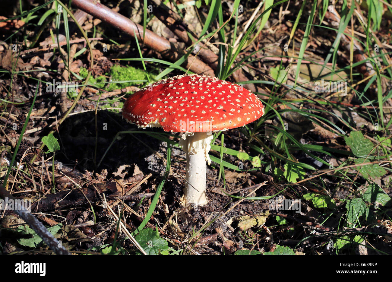 Un amanita muscaria o fly agaric in una foresta Foto Stock