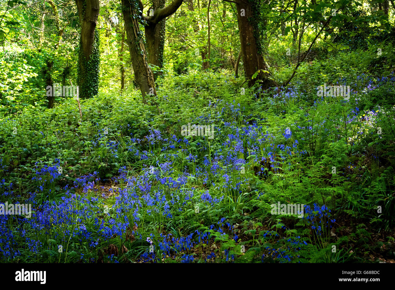 Audley's Castle, Co. Down, Irlanda del Nord Foto Stock