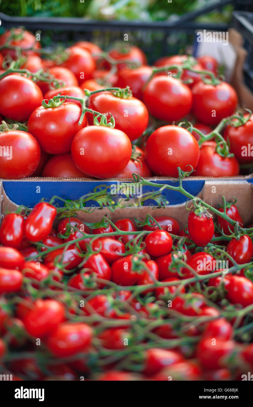 Mazzo di rossi freschi maturi round e pomodori ciliegia sul mercato closeup stallo nella messa a fuoco selettiva Foto Stock