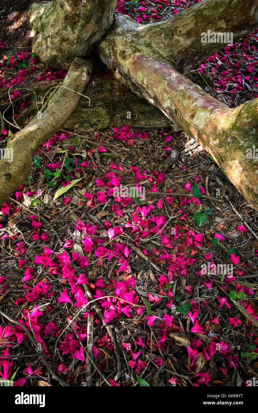 Petali di rododendro, Rowallane Gardens, Co. Verso il basso Foto Stock