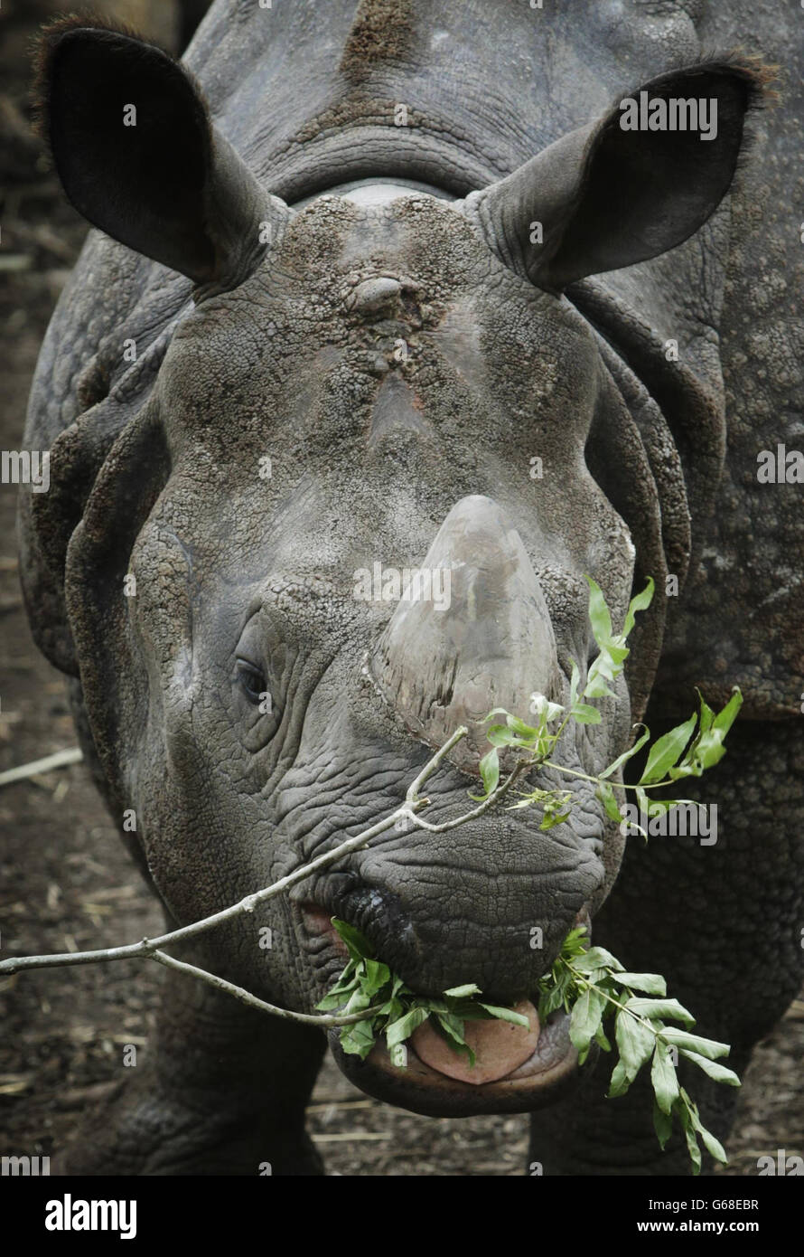 Zoo di Edimburgo Rhinos. Il rhino Bertus indiano più grande con un'orina si gode un pasto allo Zoo di Edimburgo, prima del suo quinto compleanno il sabato. Foto Stock
