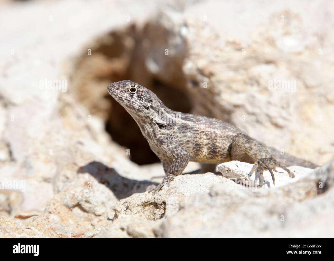 La macro vista di una piccola lucertola su una roccia (Grand Cayman). Foto Stock