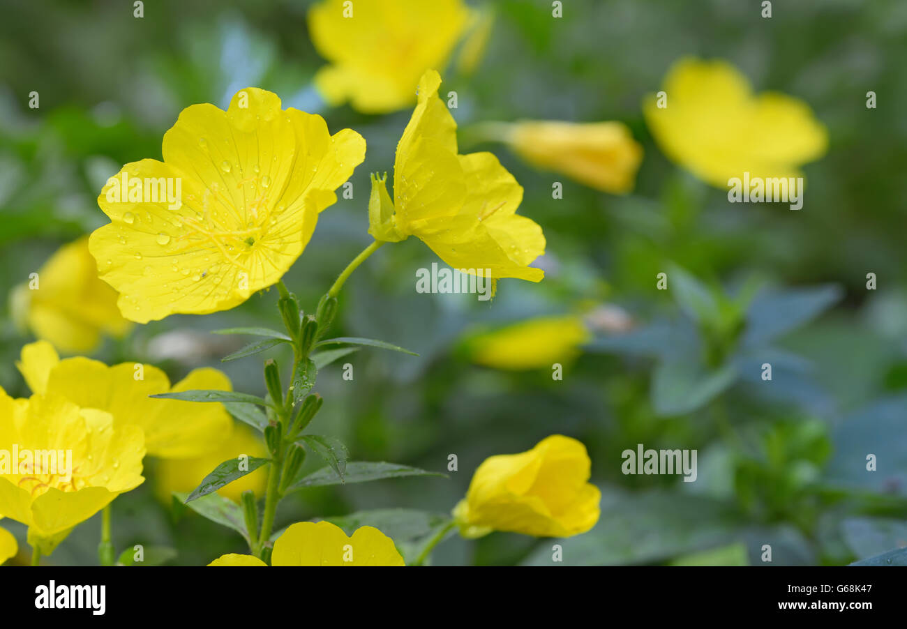 Evening Primerose (oenothera biennis) in giardino Foto Stock