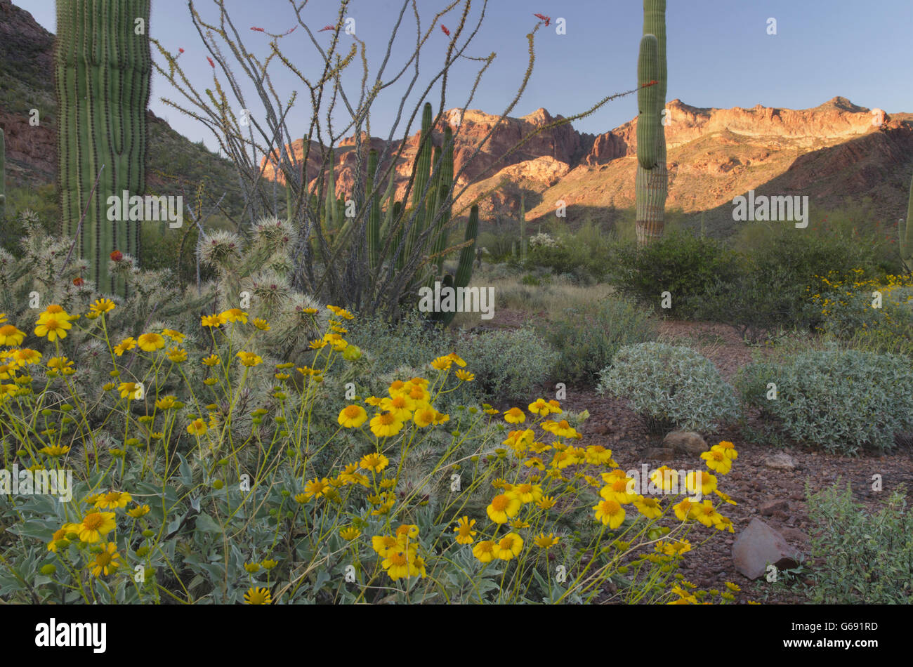 Brittlebush (Encelia farinosa),Deserto Sonoran, organo a canne Cactus Monumento Nazionale Arizona Foto Stock