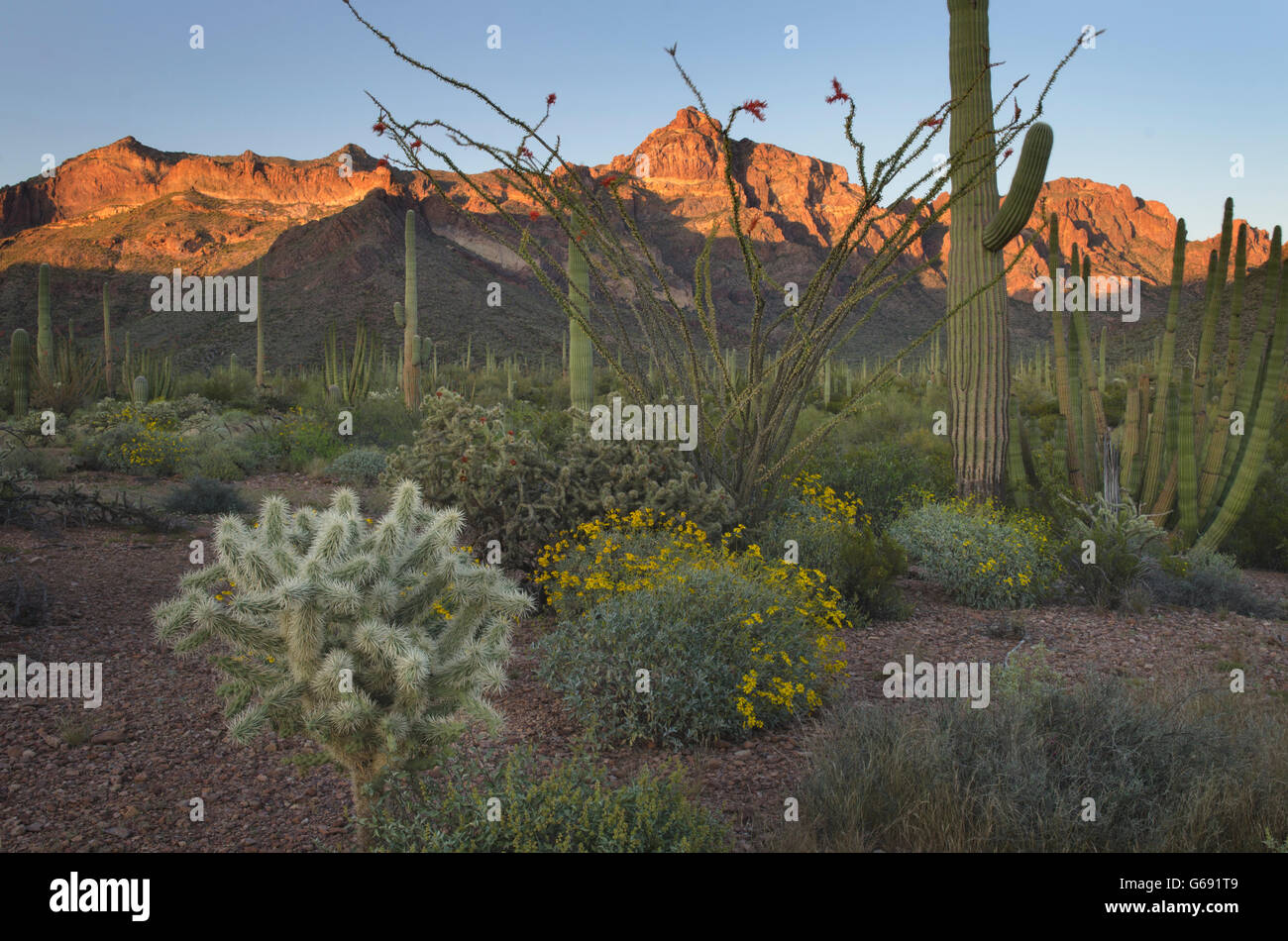 Deserto Sonoran, organo a canne Cactus Monumento Nazionale Arizona Foto Stock