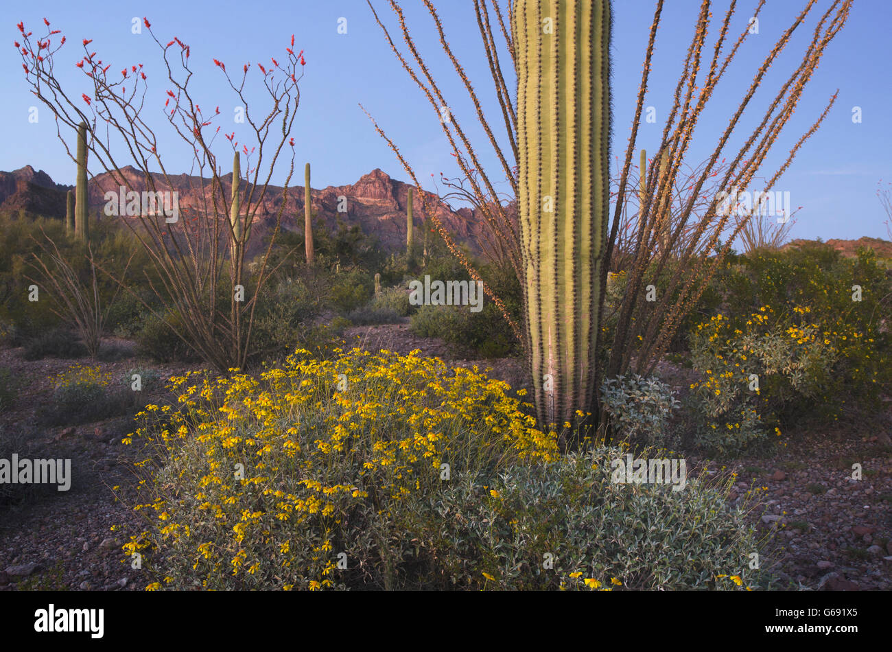 Deserto Sonoran crepuscolo, organo a canne Cactus Monumento Nazionale Arizona Foto Stock
