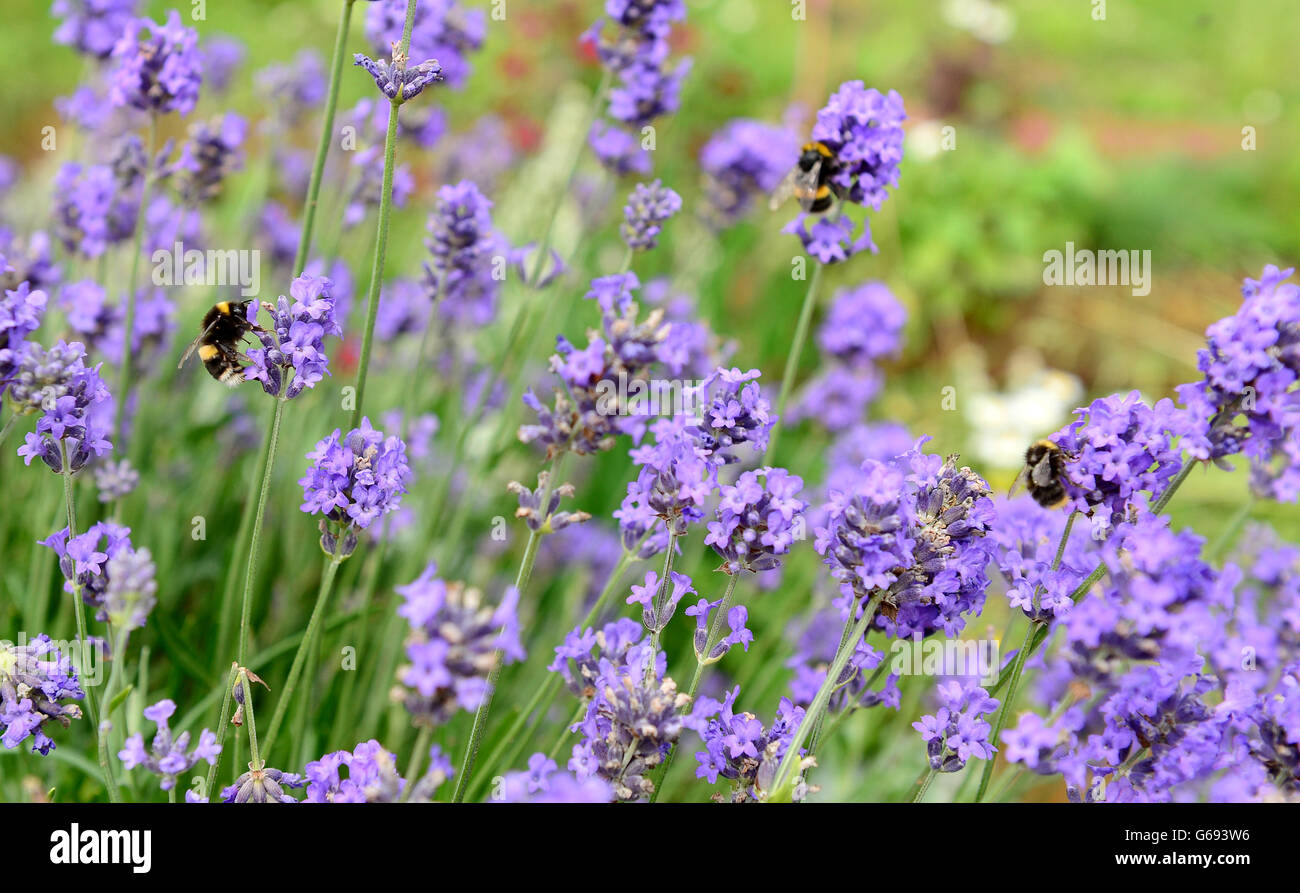 Mostra di fiori RHS. Api nel giardino GreEnco Sense al RHS Flower Show a Tatton Park Knutsford. Foto Stock