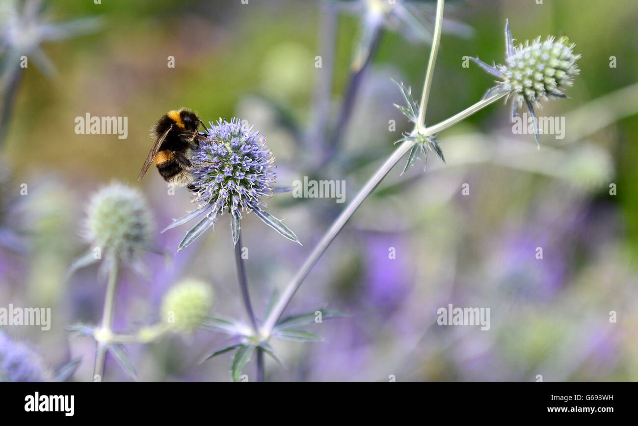 Un'ape nel giardino GreEnco Sense al RHS Flower Show a Tatton Park Knutsford. Foto Stock