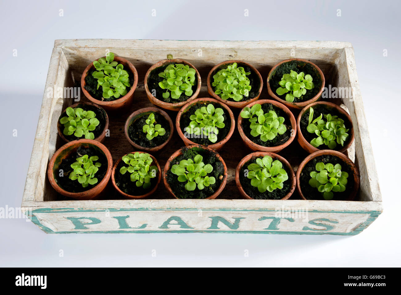 La lattuga, mache, lattughella, cornsalad / (Valerianella locusta) Foto Stock