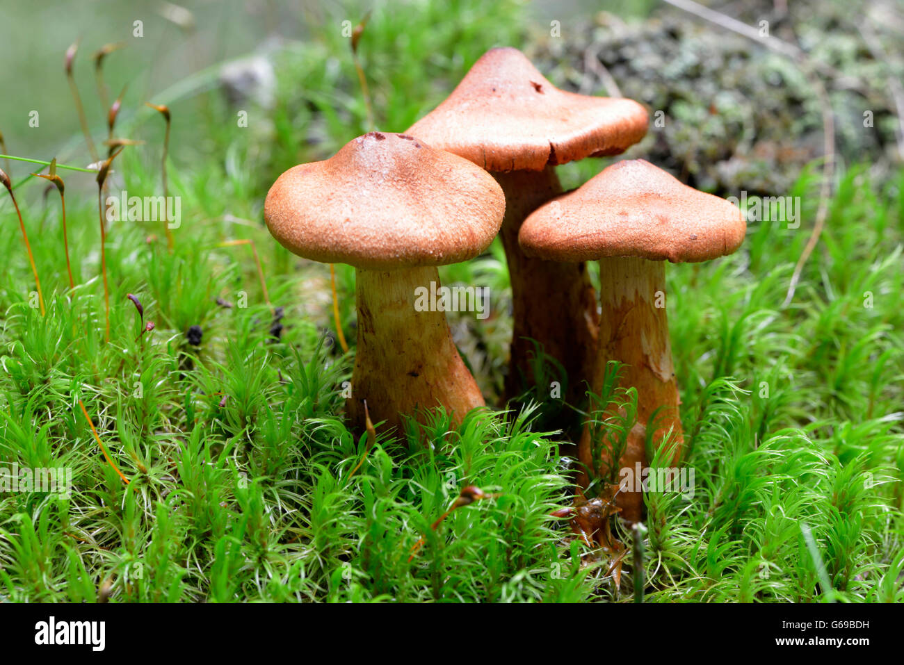 Deadly webcap / (Cortinarius rubellus) Foto Stock