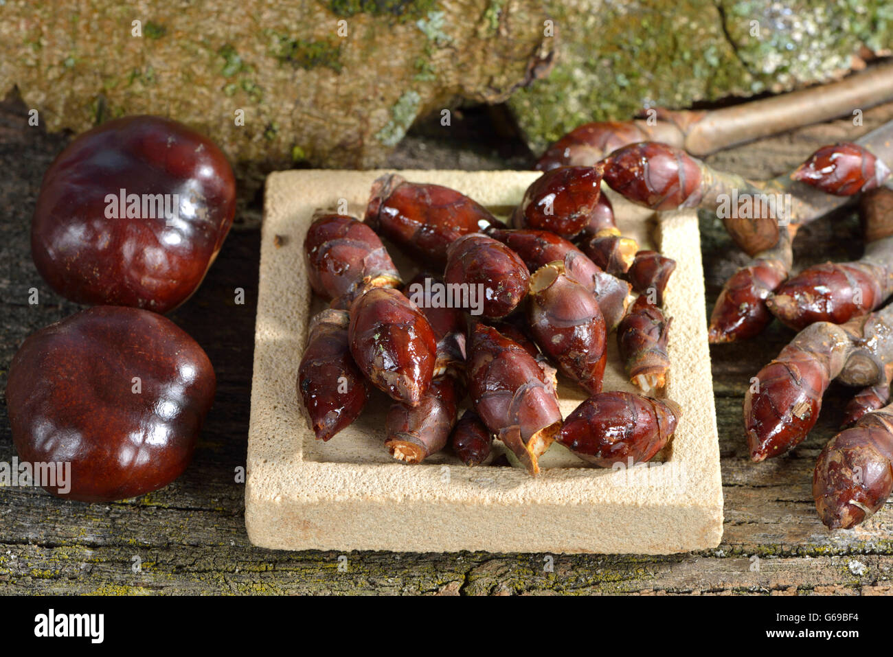 Chestnut Bud e semi / (Aesculus hippocastanum) Foto Stock