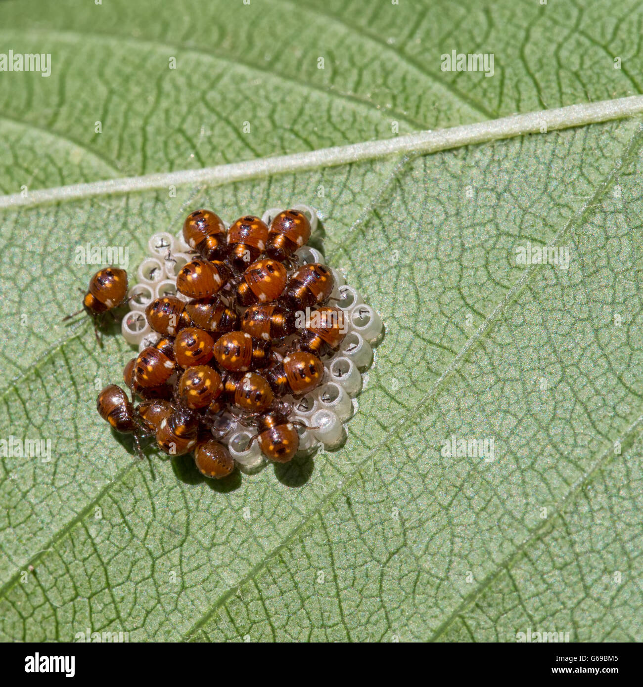 .I giovani di Nezara viridula, comunemente noto come il sud del green stink bug o di verdura verde bug. Nella luce del sole. Macro. Foto Stock