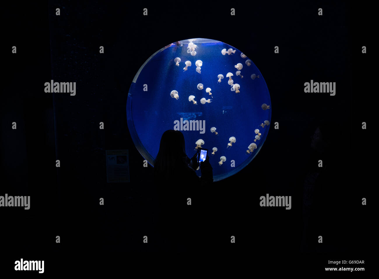 Un visitatore a fotografare la medusa con un telefono cellulare di Sea Life Aquarium, Oberhausen, Germania Foto Stock