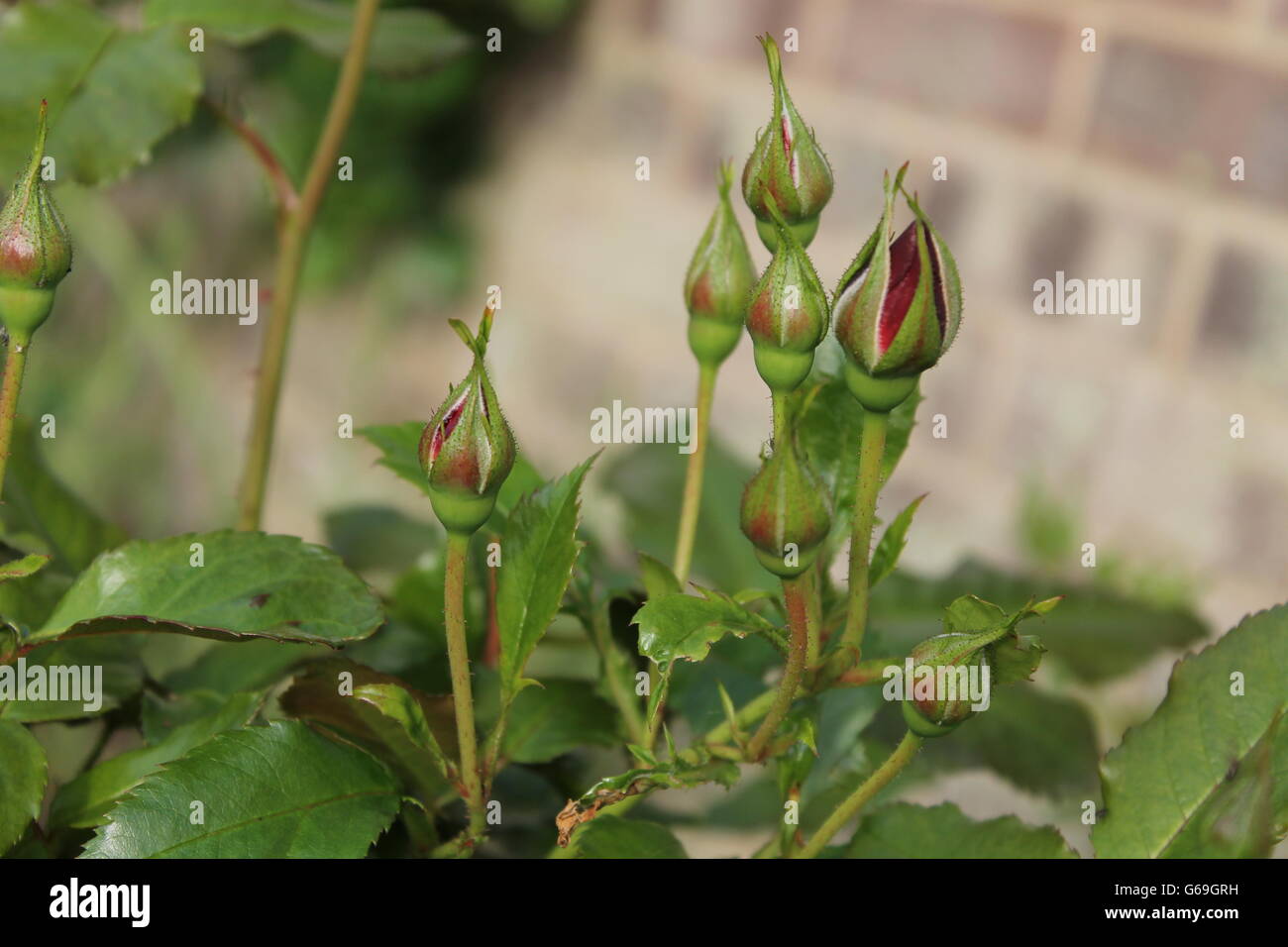 Red rosebud, estate fiore, giardinaggio, Hampshire, British flower Foto Stock