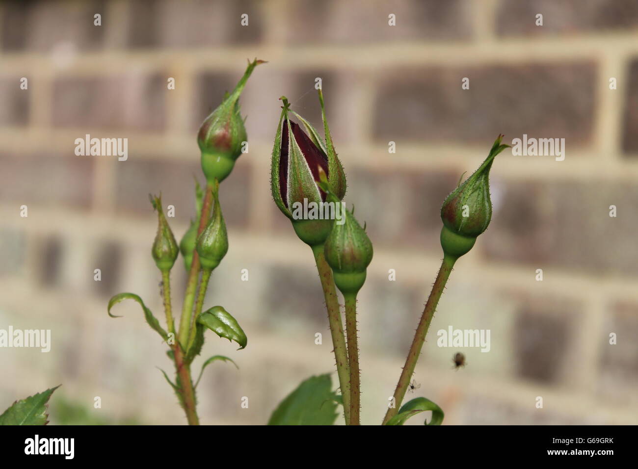 Red rosebud, estate fiore, giardinaggio, Hampshire, British flower Foto Stock