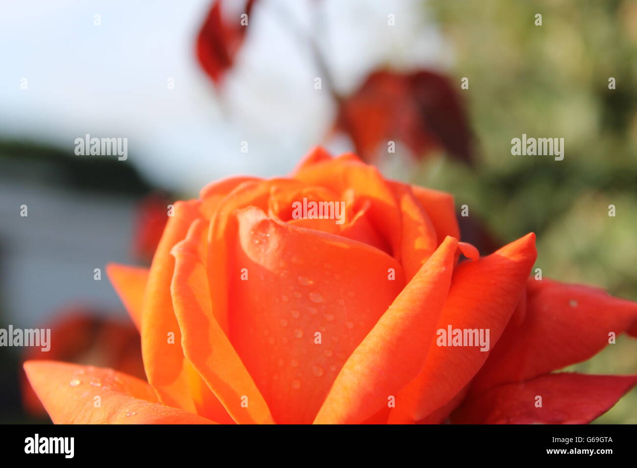 Arancione Rosa, estate fiore, giardinaggio, Hampshire, British flower Foto Stock