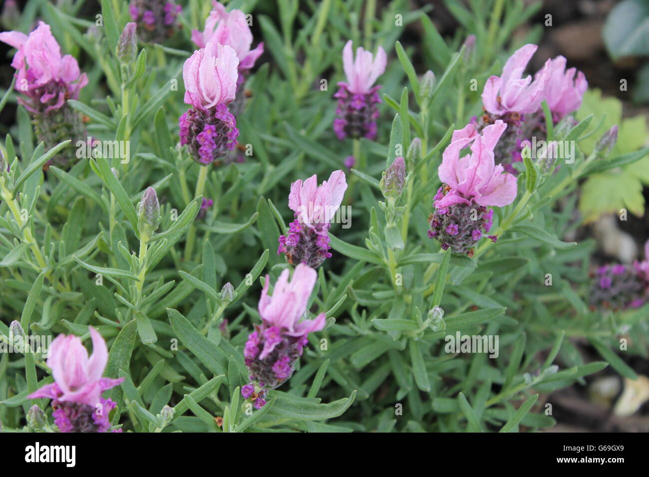 Lavanda francese, Hampshire, piante mediterranee, bee-amoroso Foto Stock