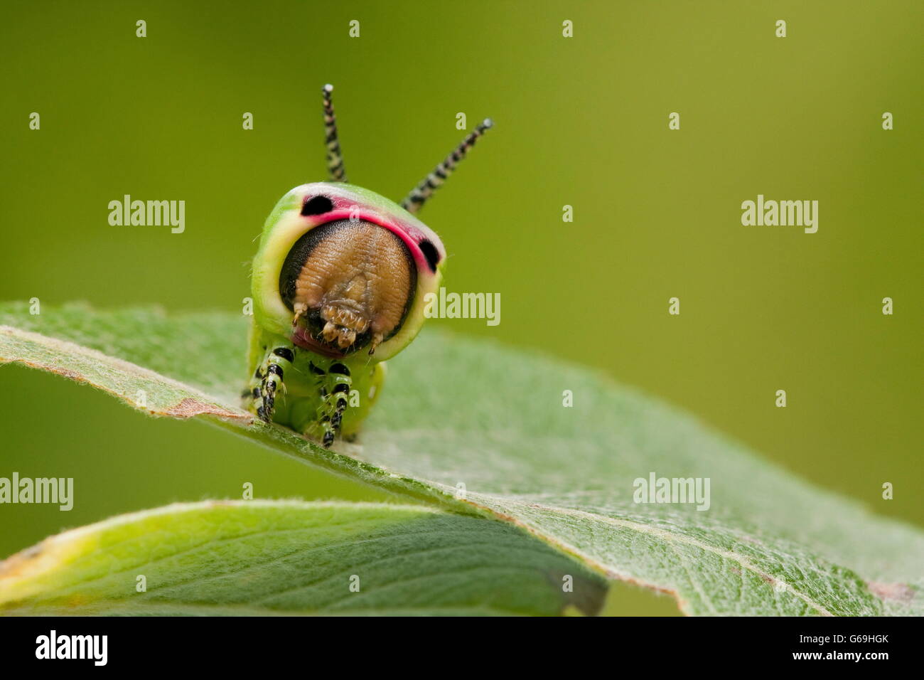 Puss Moth, Caterpillar, Germania / (Cerura vinula)) Foto Stock