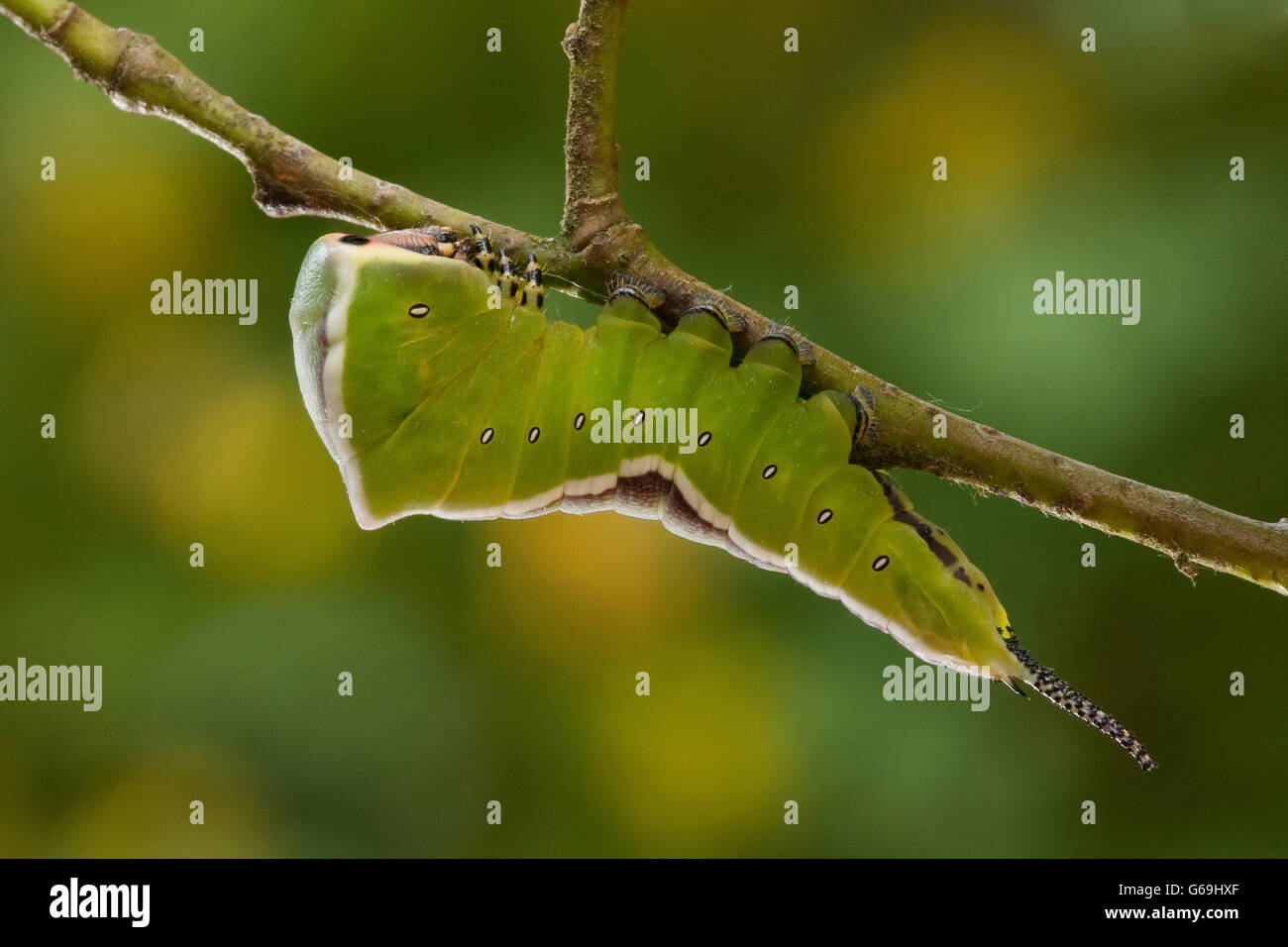 Puss Moth, Caterpillar, Germania / (Cerura vinula) Foto Stock