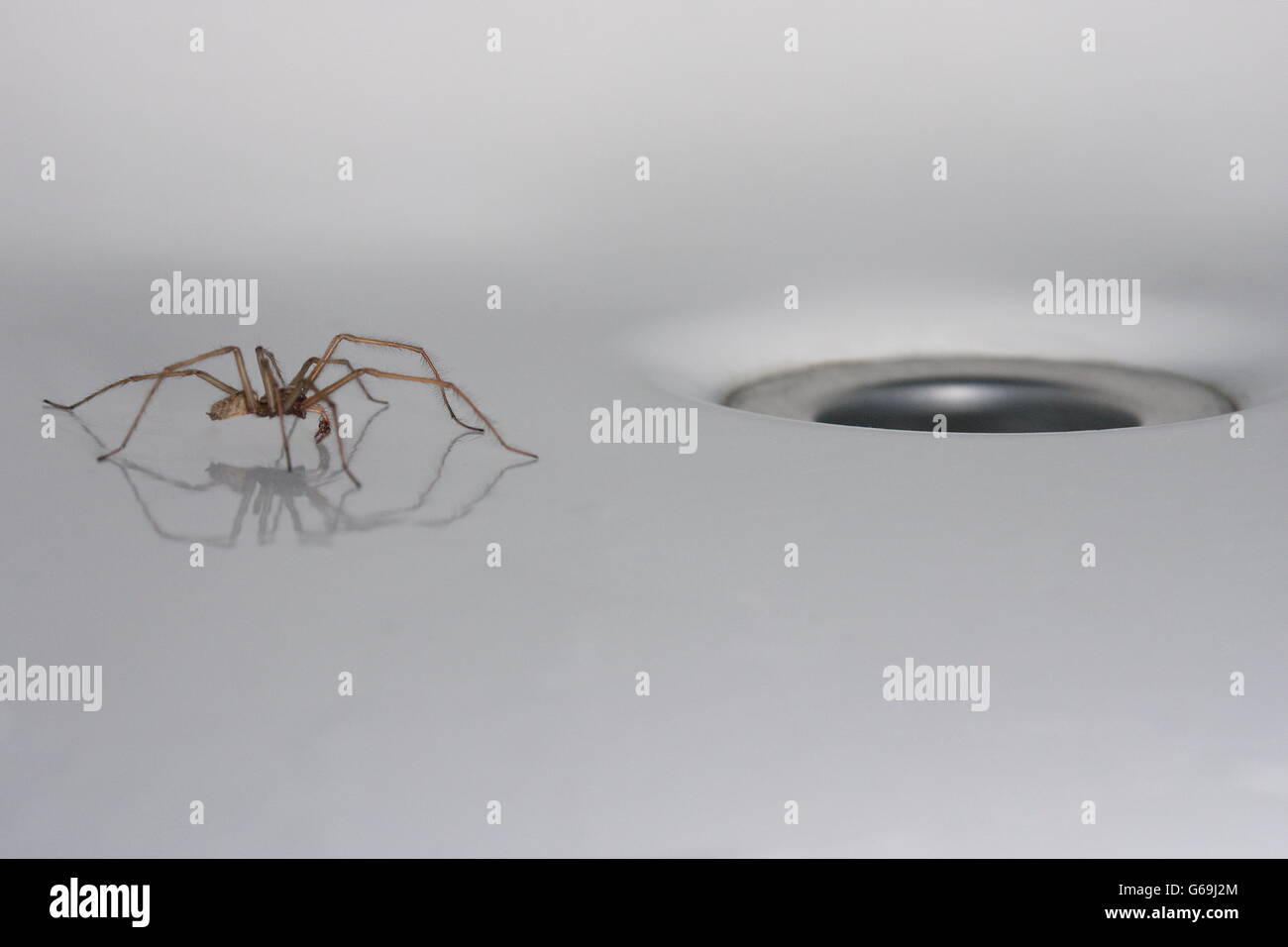Domestico spider, vasca da bagno, Germania / (Tegenaria domestica) Foto Stock