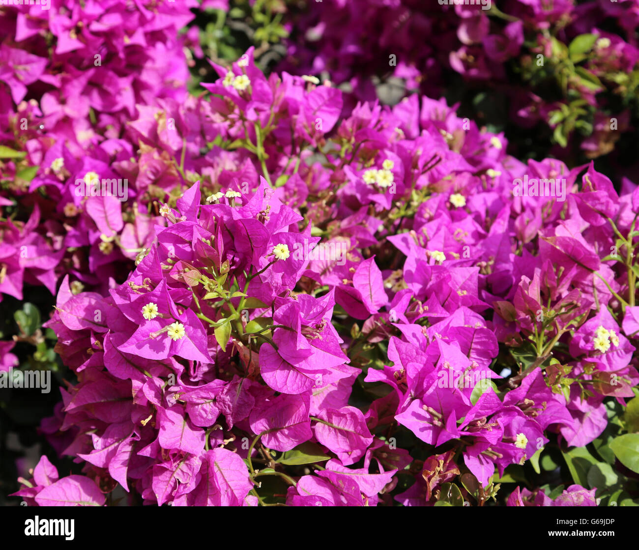 Sfondo di bellissimi fiori in fiore con i petali di magenta nel giardino in primavera Foto Stock