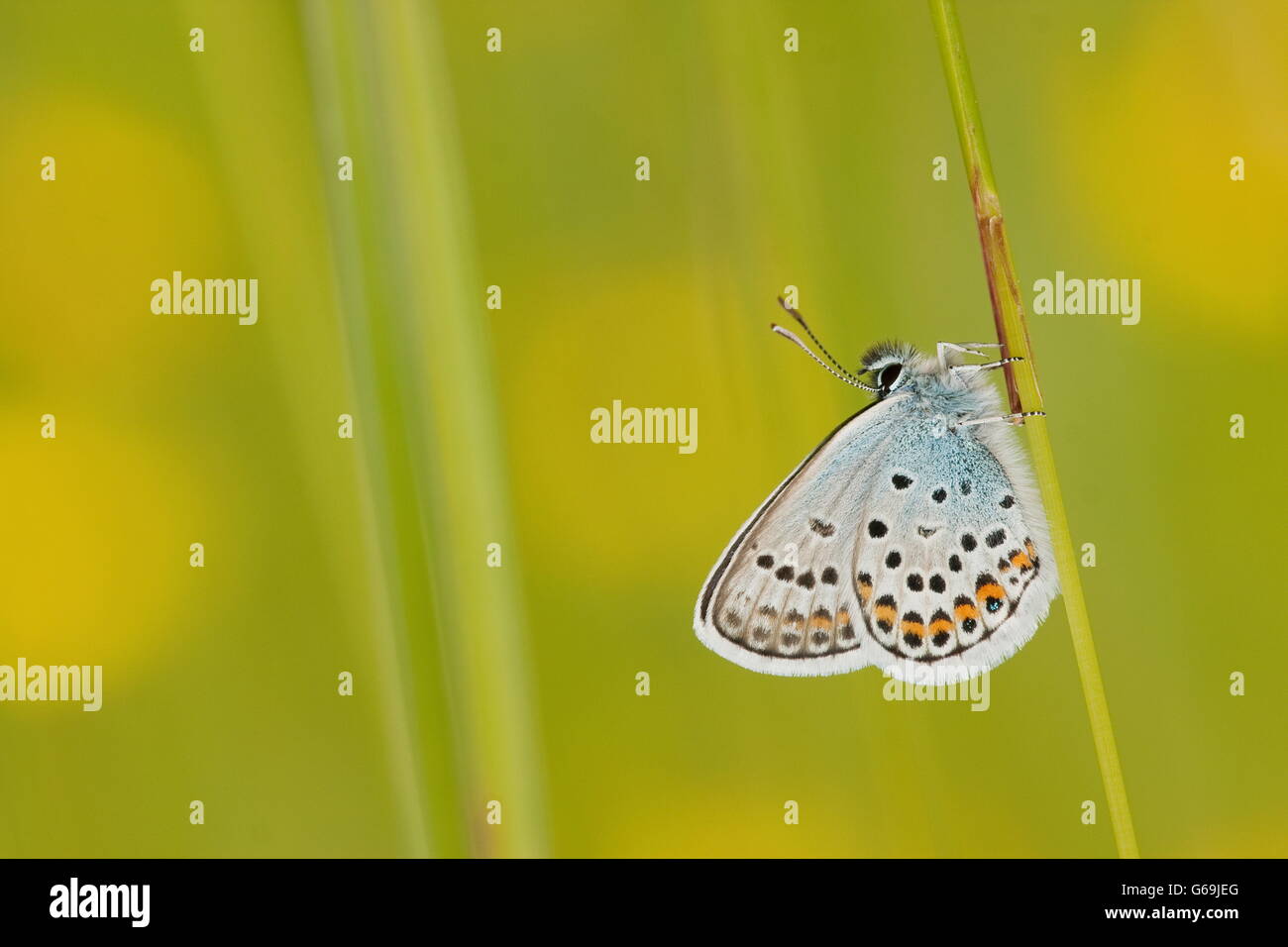 Argento-blu chiodati, Germania / (Plebejus argus) Foto Stock