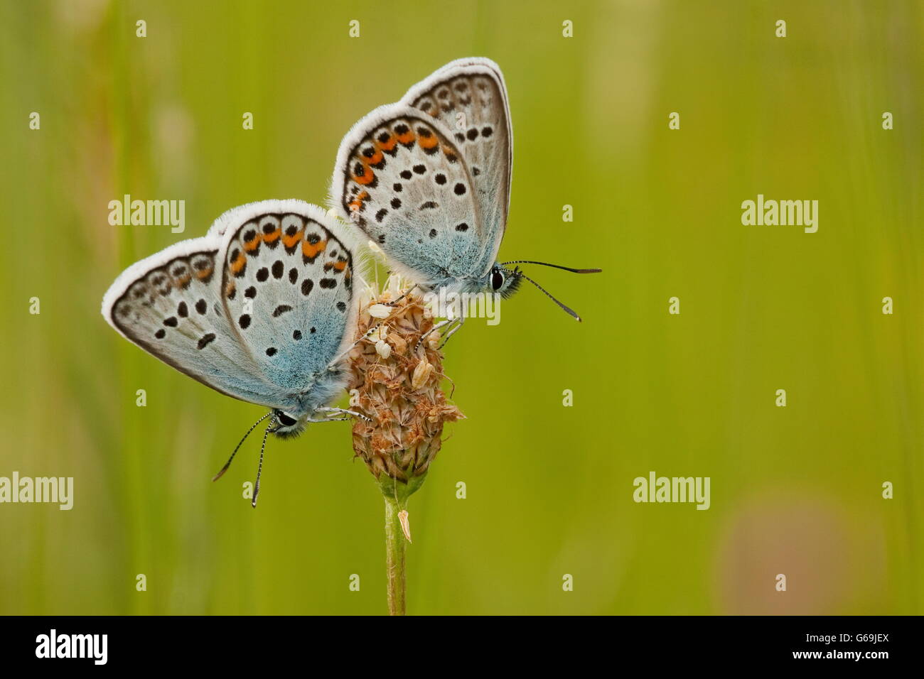 Argento-blu chiodati, Germania / (Plebejus argus) Foto Stock