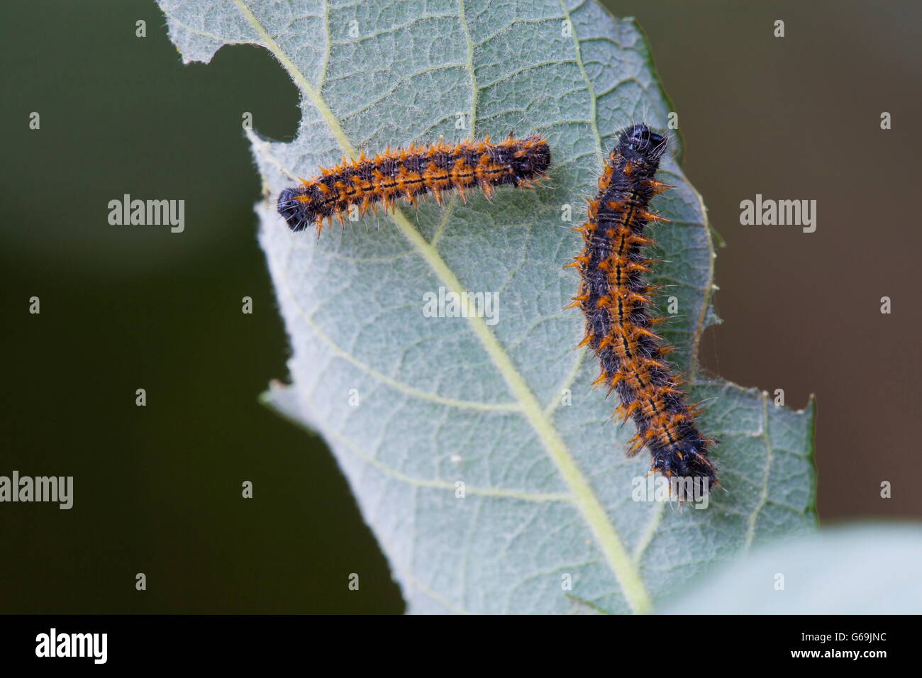 Tale malattia tartaruga, Caterpillar, Germania / (Nymphalis polychloros) Foto Stock