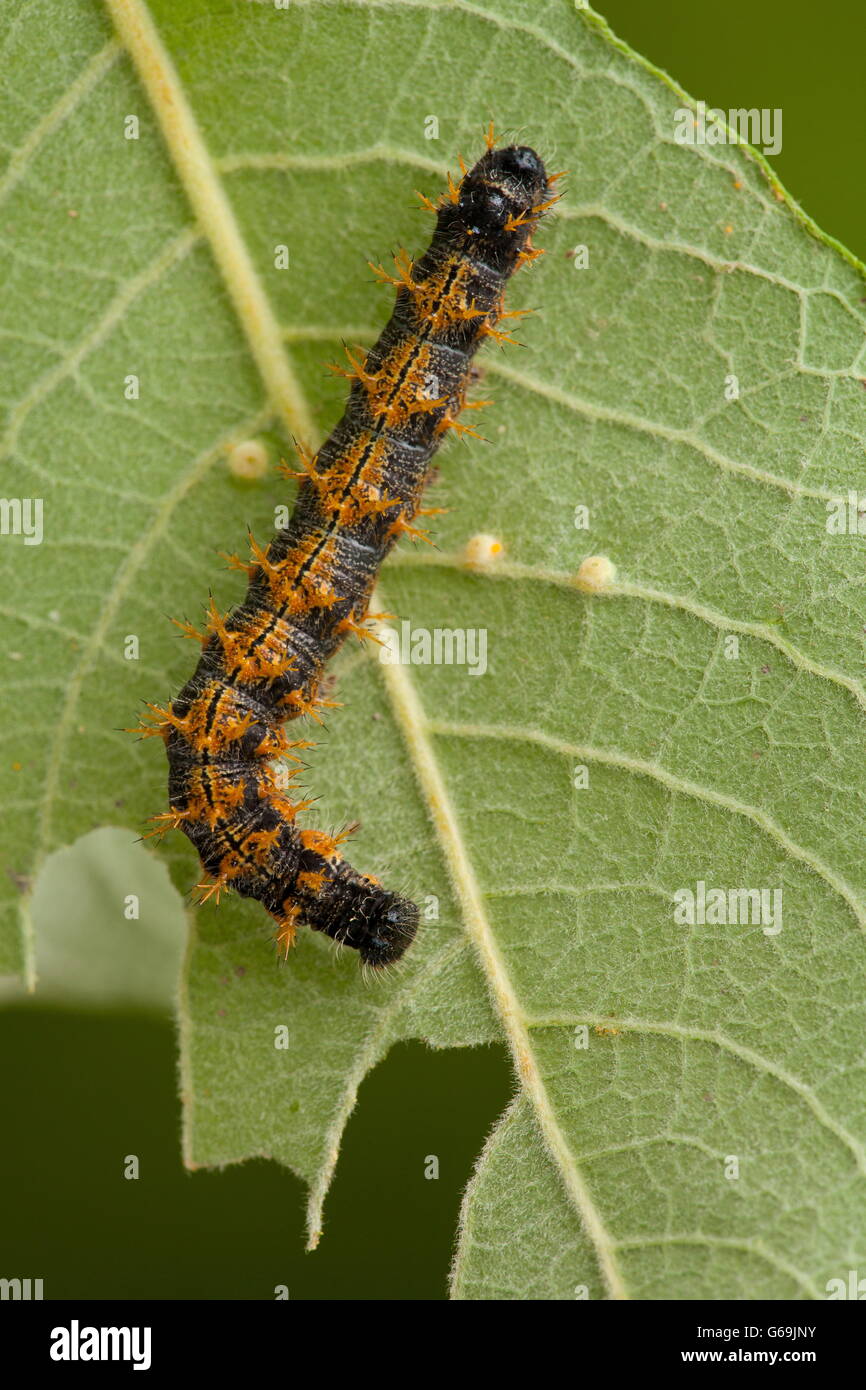 Tale malattia tartaruga, Caterpillar, Germania / (Nymphalis polychloros) Foto Stock