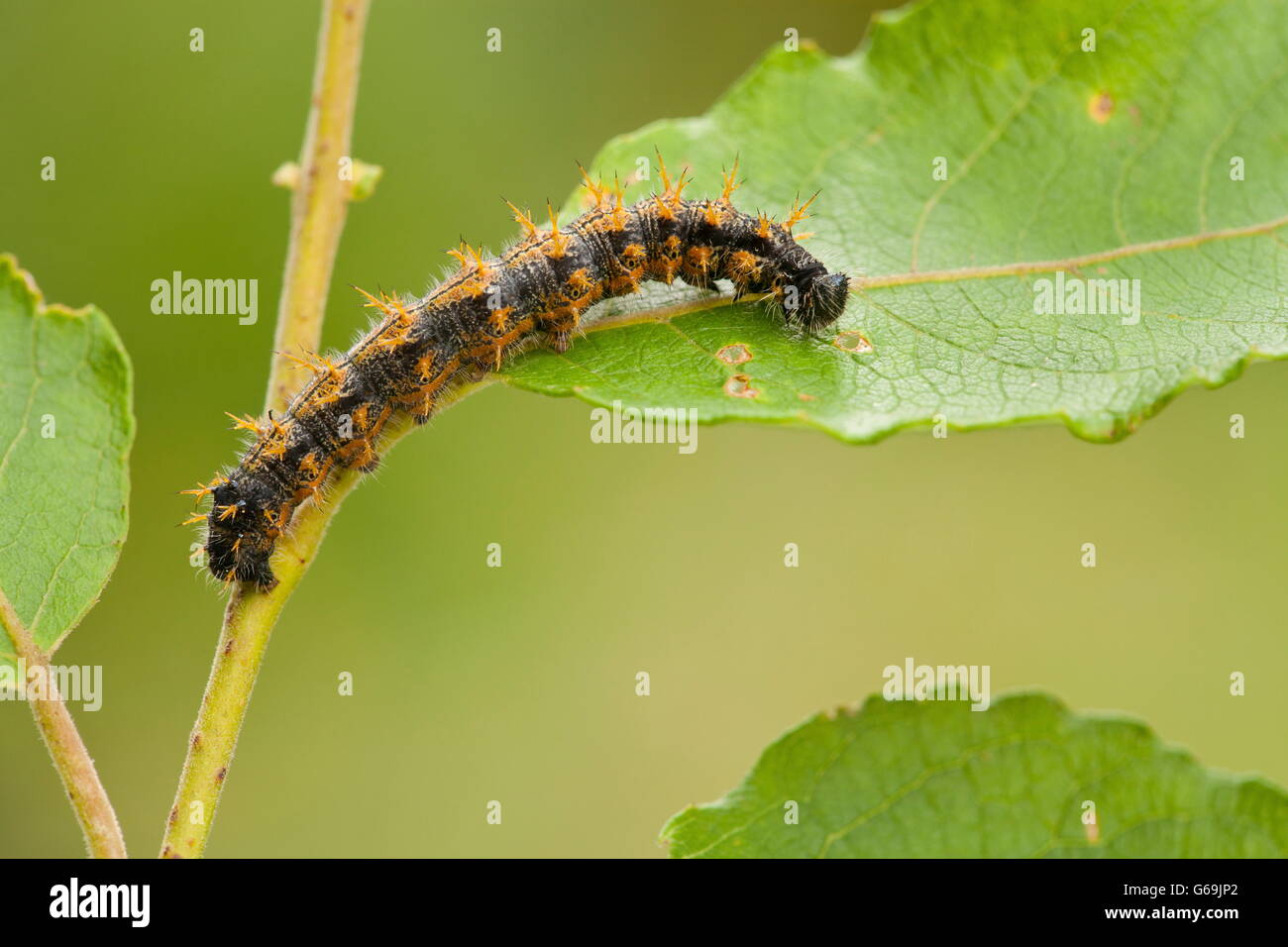 Tale malattia tartaruga, Caterpillar, Germania / (Nymphalis polychloros) Foto Stock