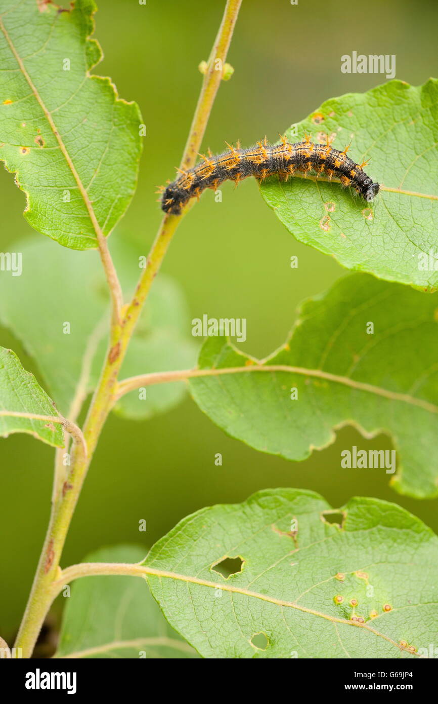 Tale malattia tartaruga, Caterpillar, Germania / (Nymphalis polychloros) Foto Stock