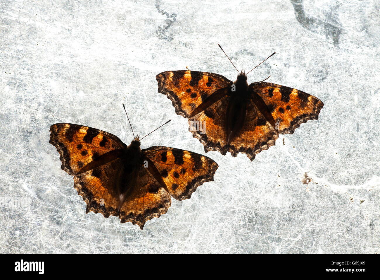 Tale malattia tartaruga, cantina finestra, Germania / (Nymphalis polychloros) Foto Stock