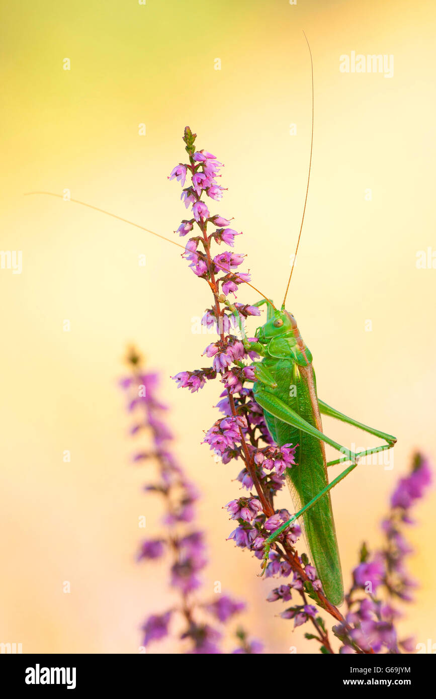 Grande Bush-Cricket verde, Germania / (Tettigonia viridissima) Foto Stock